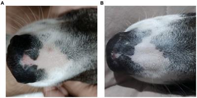Case report: Cannabinoid therapy for discoid lupus erythematosus in a dog